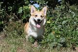 CORGI PEMBROKE 015